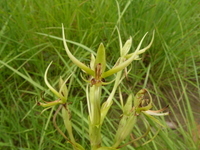 Habenaria cirrhata (Lindl.) Rchb. f.