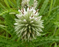 Echinops longifolius A.Rich.