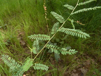 Indigofera dendroides Jacq.