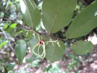 Xylopia parviflora (A.Rich.) Benth.