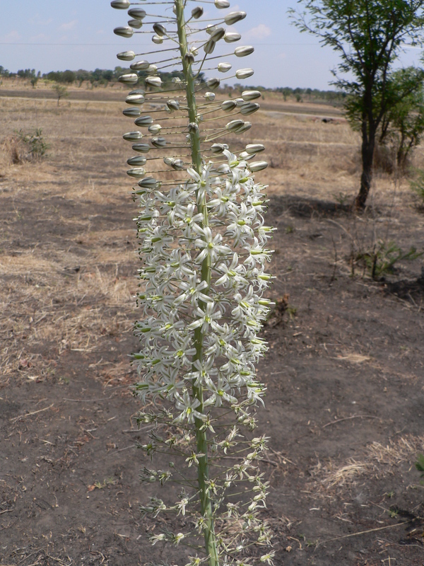 Drimia altissima image