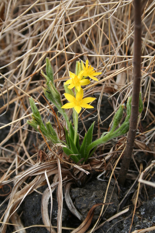 Hypoxis angustifolia image