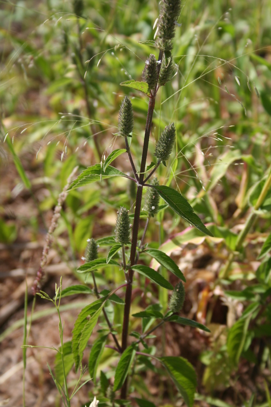 Hyptis spicigera image