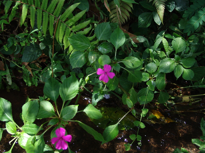 Impatiens walleriana Hook.f. — Herbário