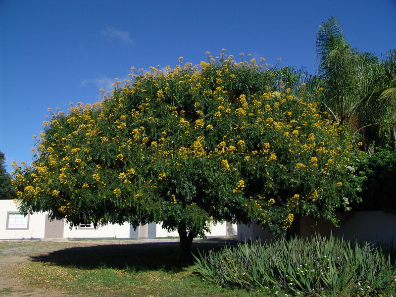 African Plants A Photo Guide Senna Spectabilis Dc H S Irwin Barneby