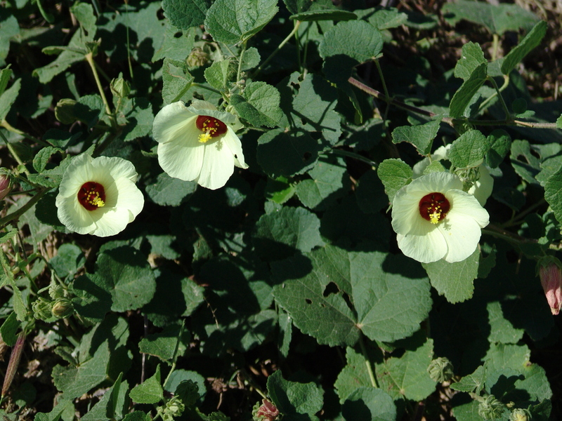 East African Plants A Photo Guide Hibiscus calyphyllus Cav