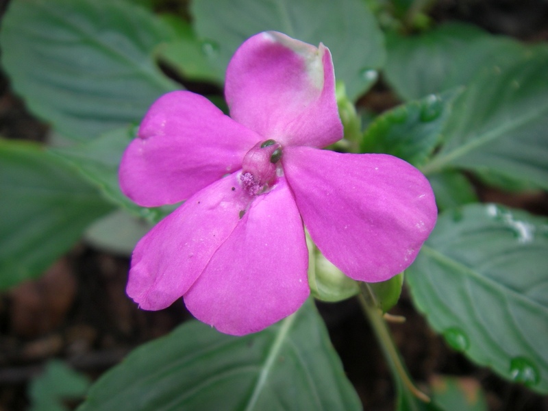 Impatiens walleriana Hook.f. — Herbário