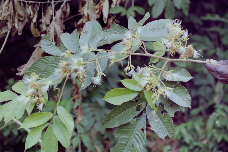 Inga edulis Mart., 1837 - Fabacées (Fabaceae Lindl., 1836) de