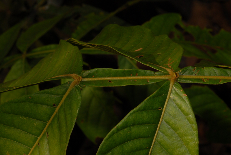 Inga edulis Mart., 1837 - Fabacées (Fabaceae Lindl., 1836) de