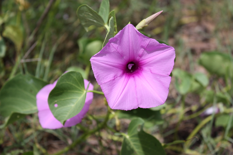 Ipomoea asarifolia image