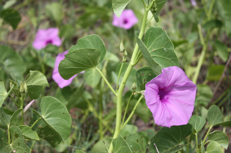 Ipomoea asarifolia image