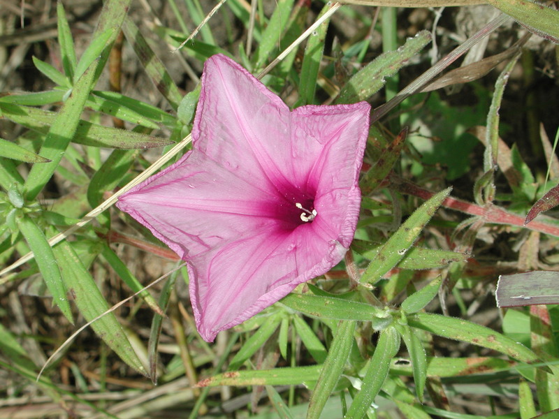 Ipomoea asarifolia image