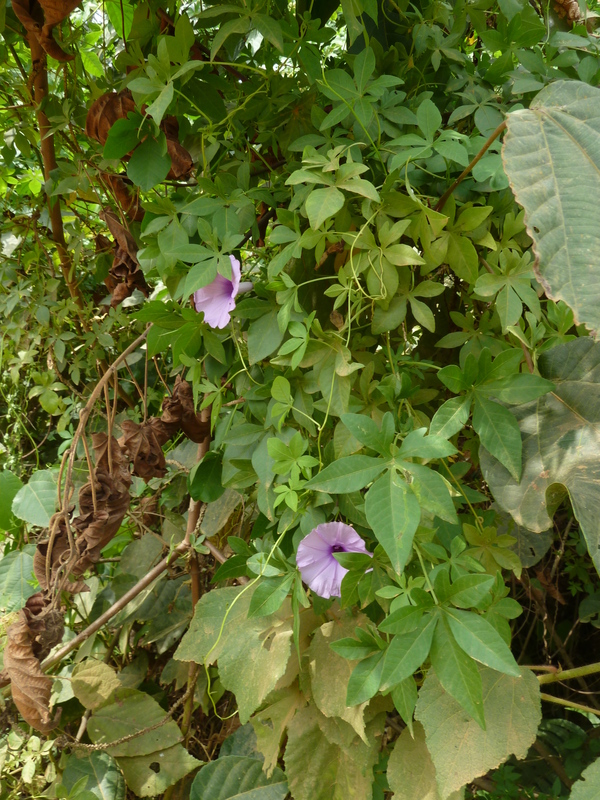 Ipomoea cairica - Railway Creeper