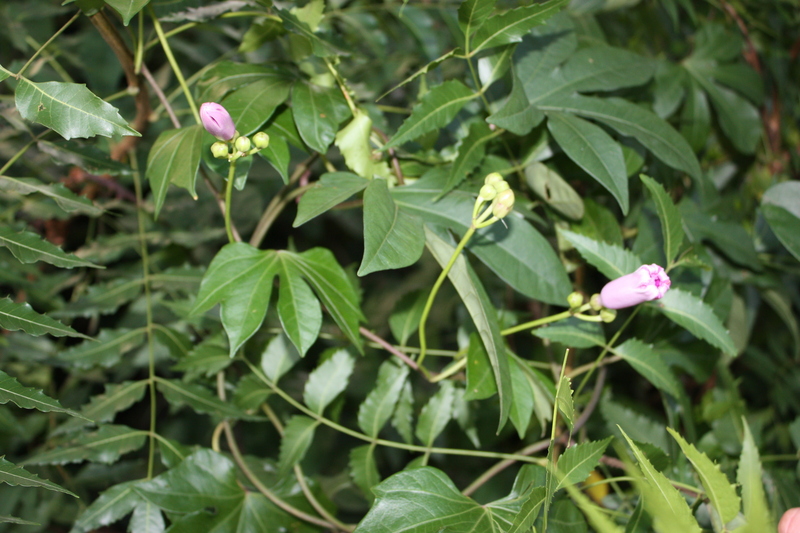 Ipomoea mauritiana image