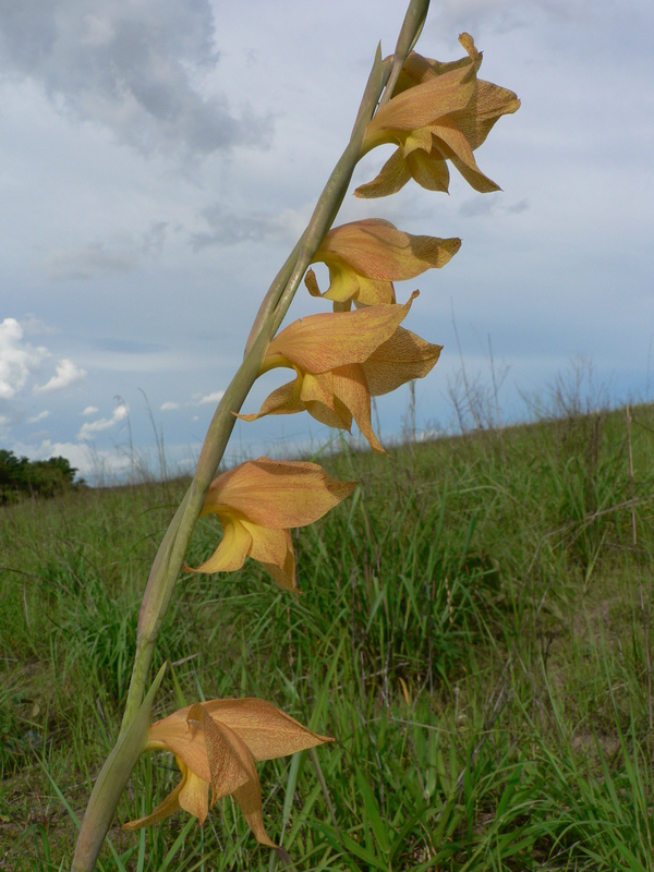 Gladiolus dalenii image