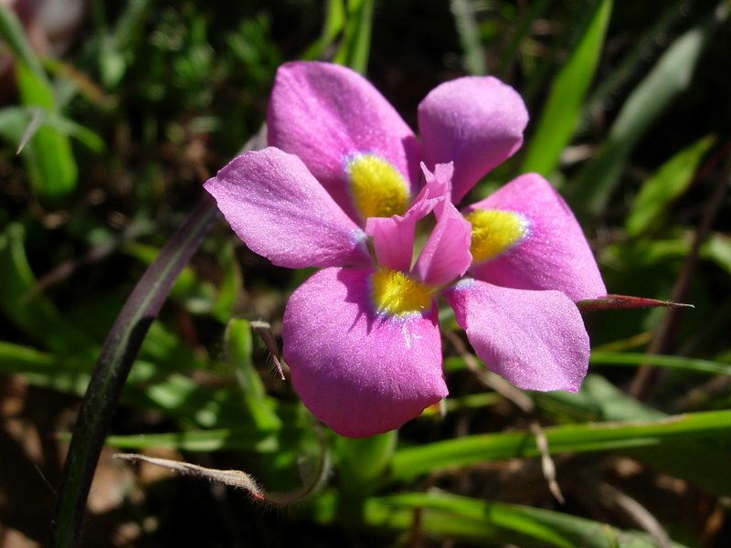 Moraea iridioides Flower Seeds