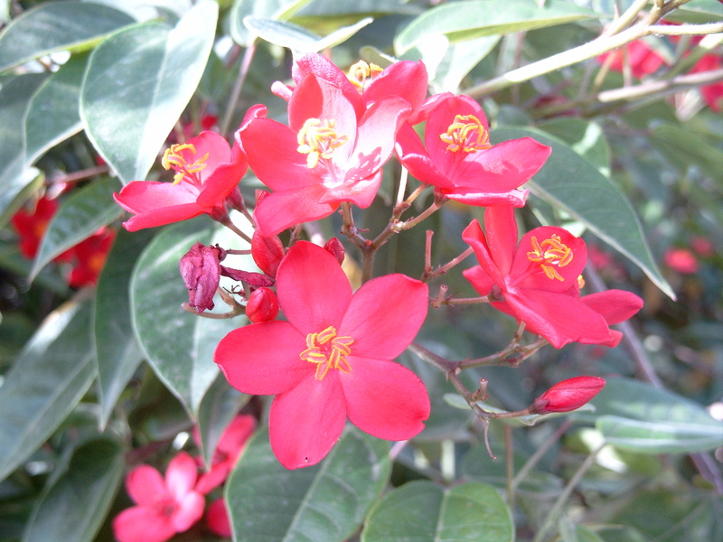 Jatropha integerrima image