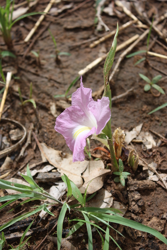 Siphonochilus aethiopicus image