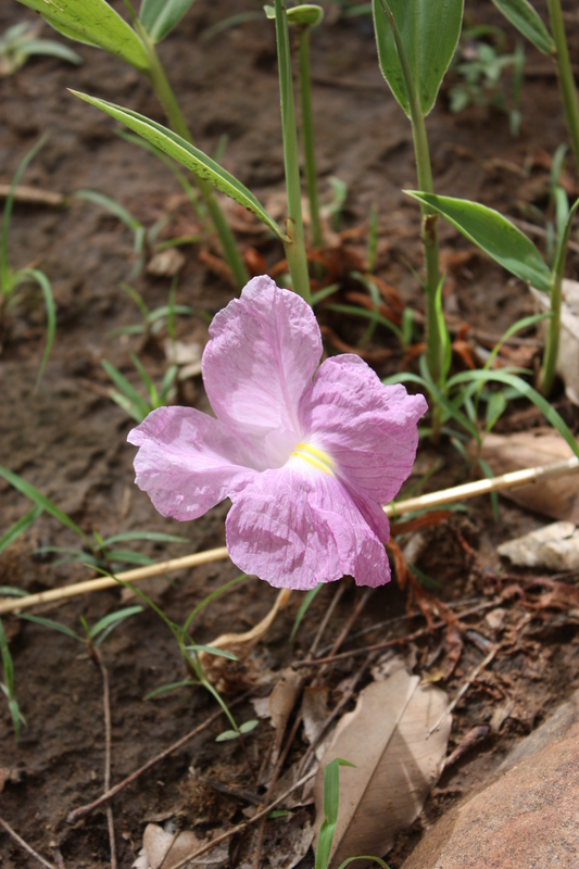 Siphonochilus aethiopicus image