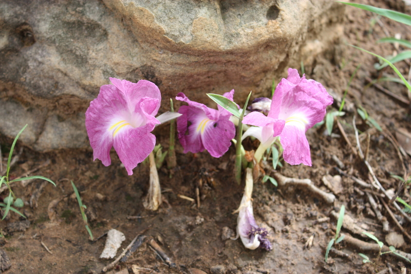 Siphonochilus aethiopicus image