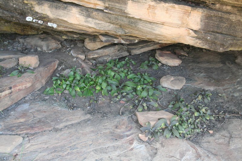 Kalanchoe integra image