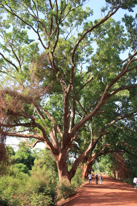 Khaya senegalensis image