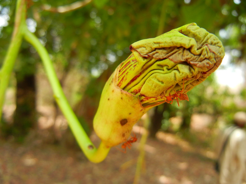 West African Plants - A Photo Guide - Kigelia africana (Lam.) Benth.