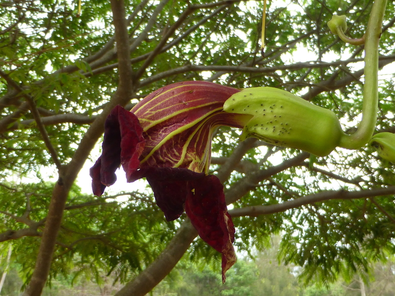 Kigelia africana (Lam.) Benth., Purwodadi Botanic Garden Pa…