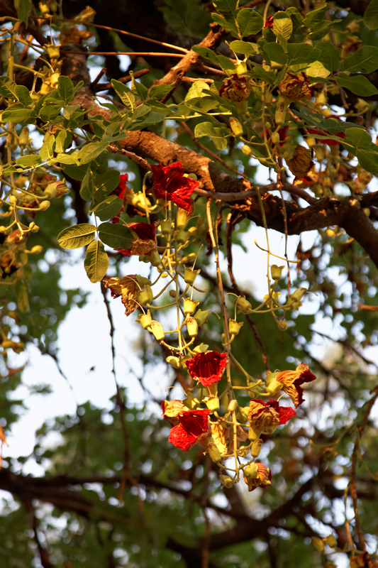 West African Plants - A Photo Guide - Kigelia africana (Lam.) Benth.