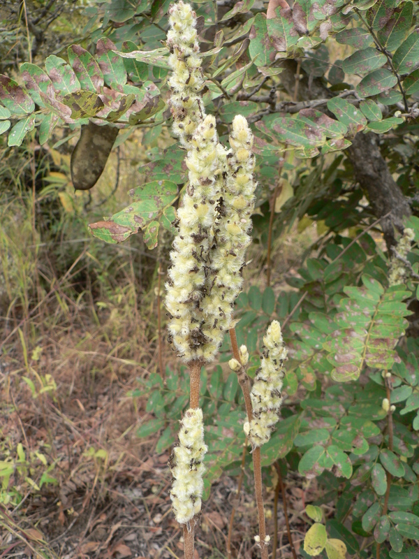 Coleus cylindraceus image