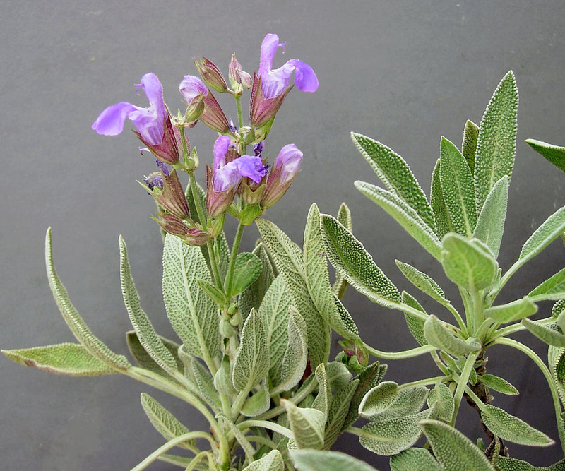 Salvia Officinalis's Instagram, Twitter & Facebook on IDCrawl