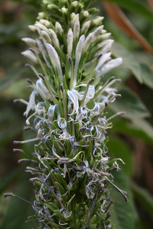 Ongunstig Humoristisch compenseren African Plants - A Photo Guide - Lobelia columnaris Hook.f.