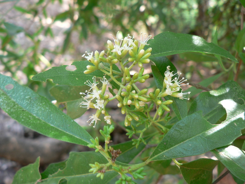 Nuxia oppositifolia image