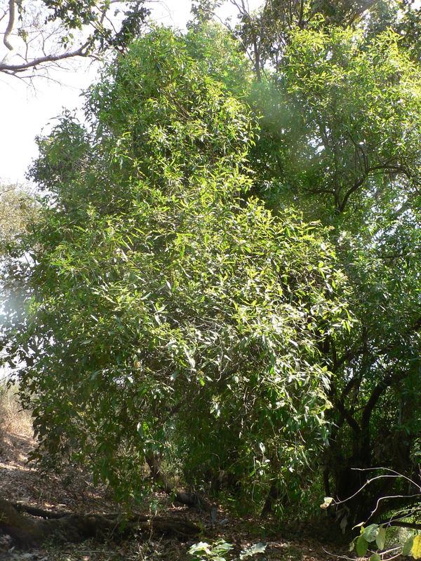 Nuxia oppositifolia image