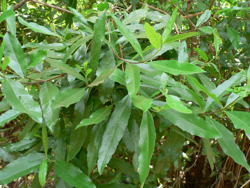 Nuxia oppositifolia image