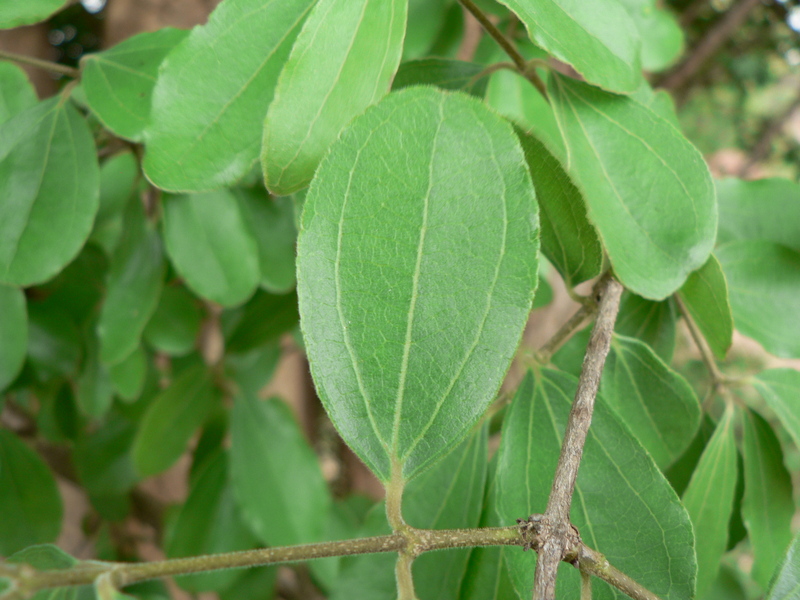 Strychnos madagascariensis image