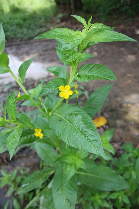 Ludwigia latifolia image