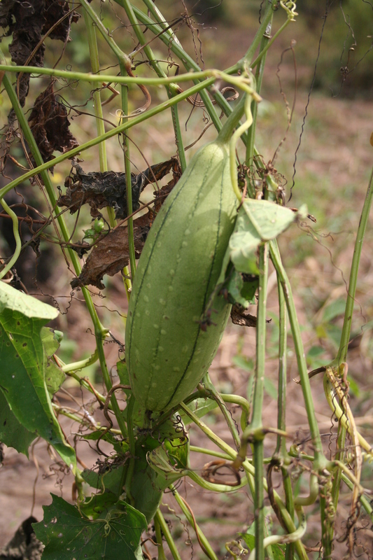 Cucumis melo image