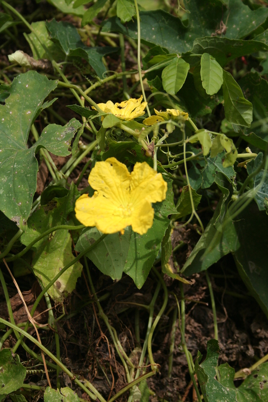 Cucumis melo image