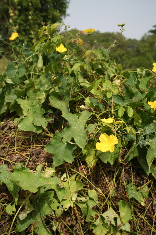 Cucumis melo image