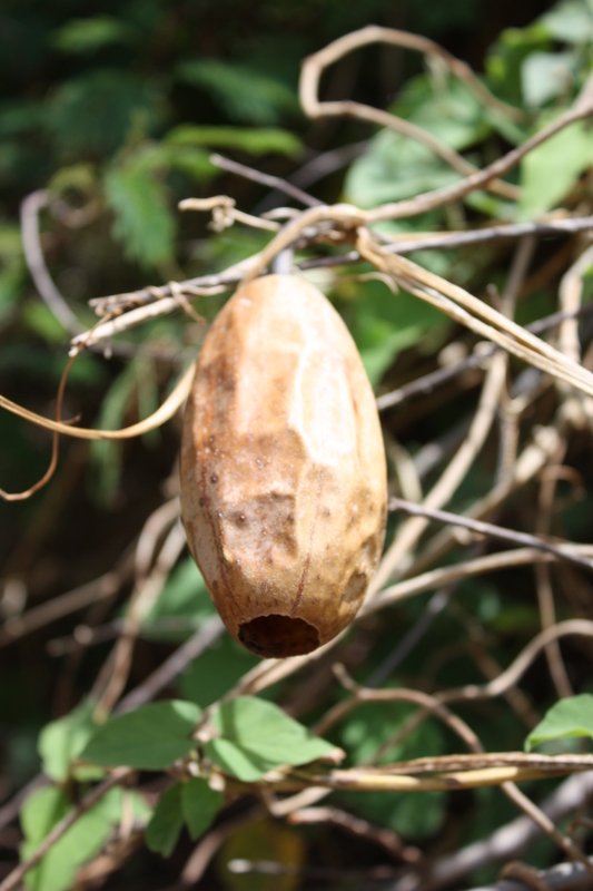 Cucumis melo image