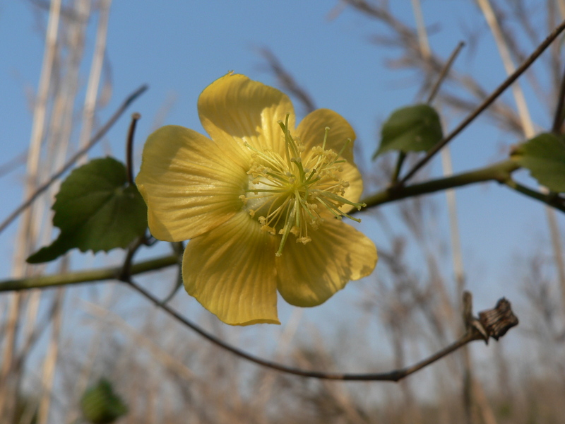 Abutilon mauritianum image