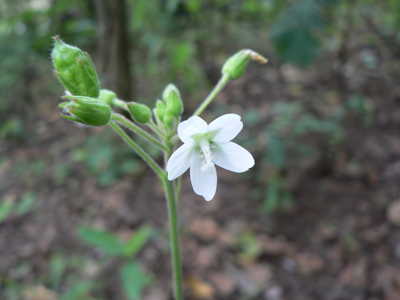 Hibiscus lobatus image