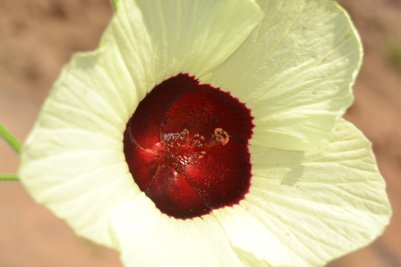 Hibiscus - Malindo Blog - le N°1 du thé bio