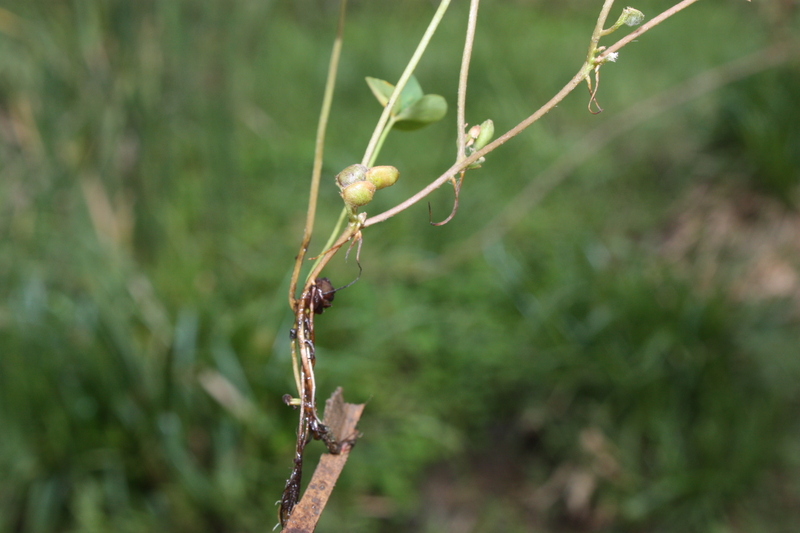 Marsilea crenulata image