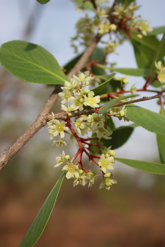 Gymnosporia senegalensis image