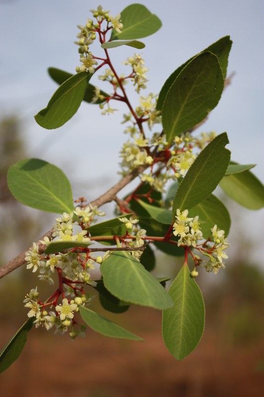 Gymnosporia senegalensis image