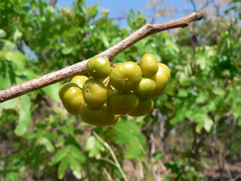 Turraea nilotica image