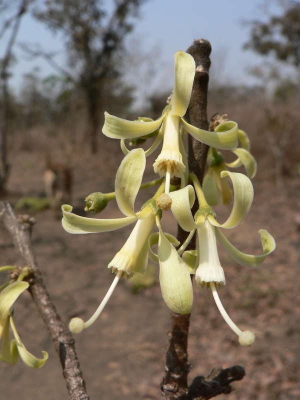 Turraea nilotica image