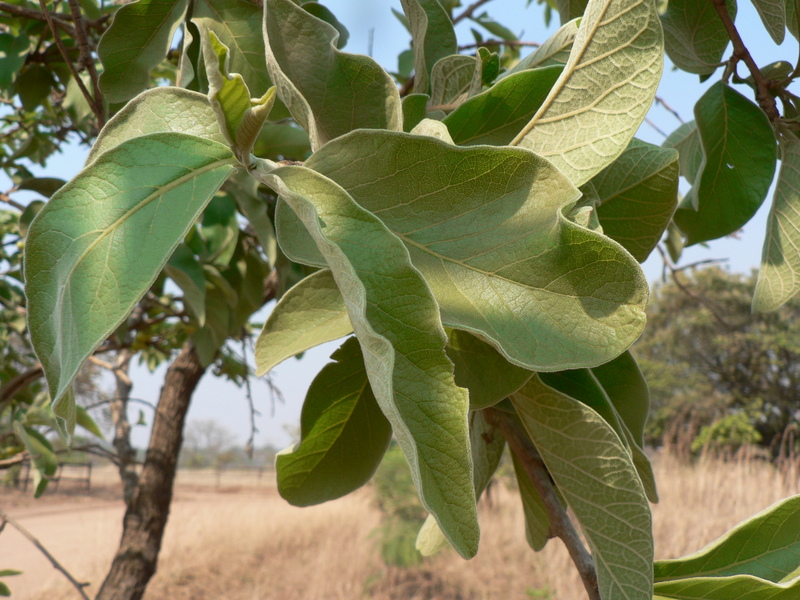 Turraea nilotica image